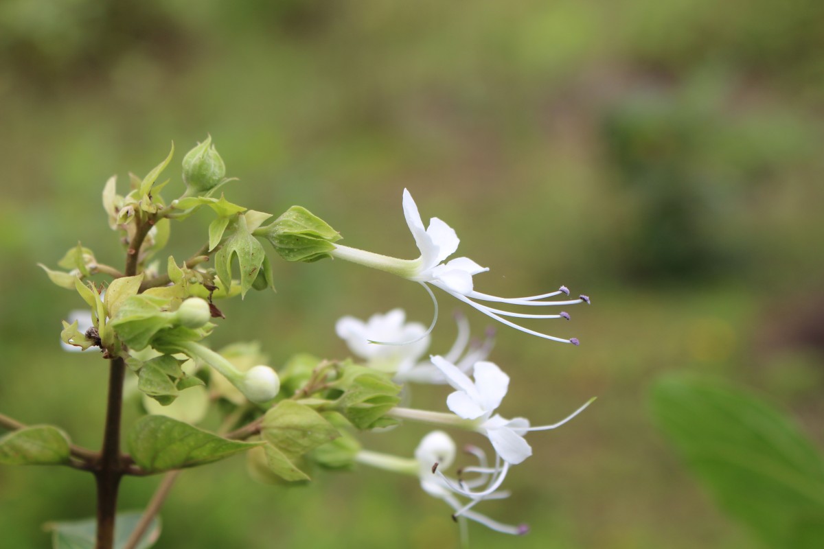 Clerodendrum infortunatum L.